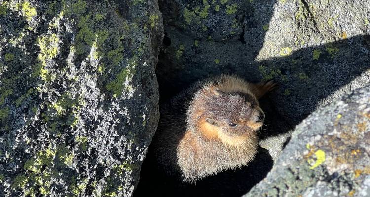 Close-up of a brown squirrel peeking out from between moss-flecked volcanic rocks.