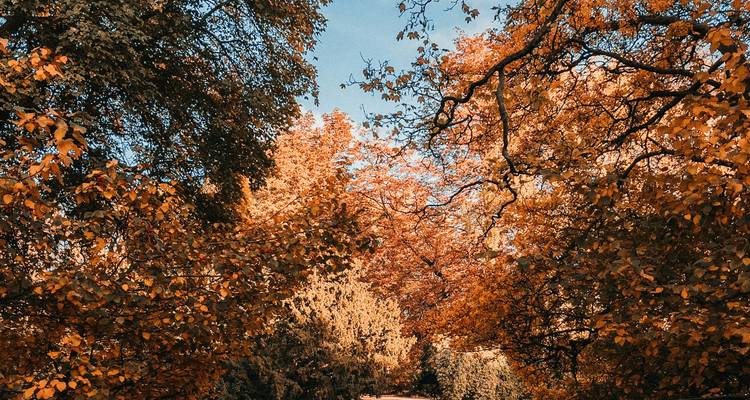 Sentier entouré d'arbres denses aux feuilles d'automne éclatantes sous un ciel bleu