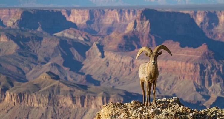 Les moutons bighorn se tiennent fièrement sur une corniche rocheuse avec le Grand Canyon en arrière-plan.