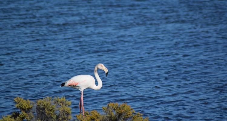 Un grand flamant rose solitaire se tenant dans un lagon bleu tranquille à côté de bas arbustes.