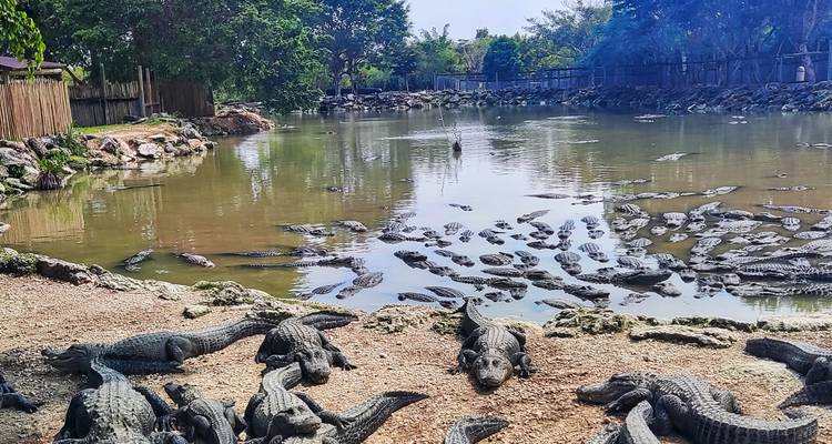 Grand bassin rempli de dizaines d'alligators se prélassant sur la berge et nageant dans l'eau à l'intérieur d'un parc animalier.