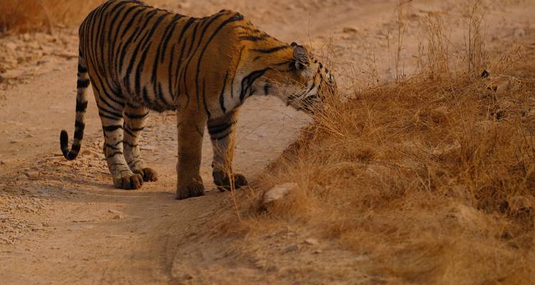 A Bengal tiger sniffs dry grass along a dusty track in golden evening light.