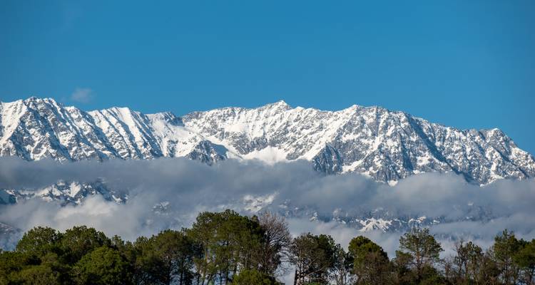 Snow-capped Dhauladhar mountains rise above a band of clouds and pine forests under a clear blue sky.