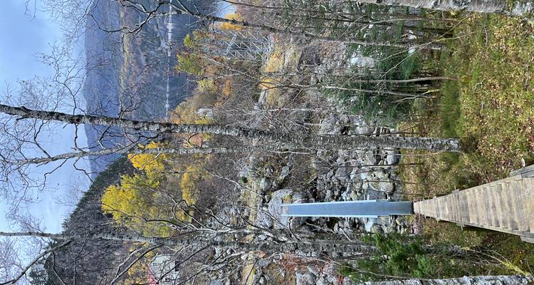 Pont-escalier étroit en bois descendant à travers des bouleaux vers un terrain rocheux et un fjord.