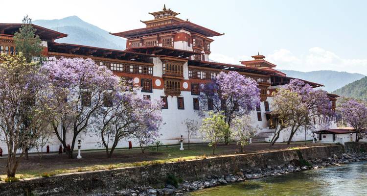 Punakha Dzong flanked by blooming jacaranda trees beside a calm river.