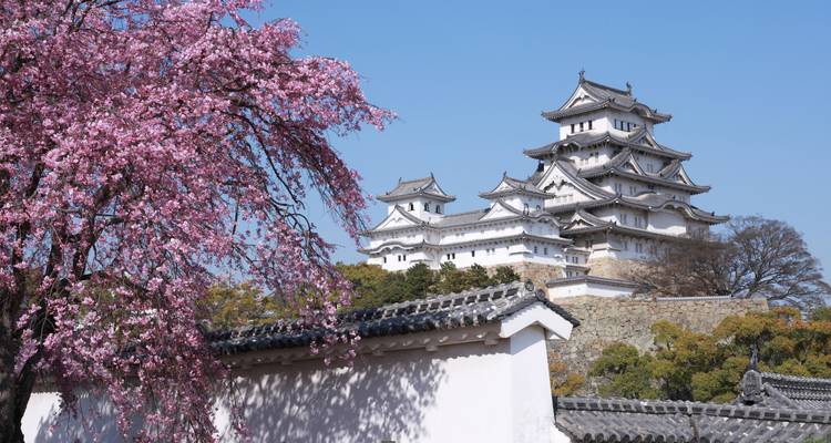 El icónico Castillo Blanco de Himeji elevándose detrás de las flores de cerezo de primavera y muros de tejas.