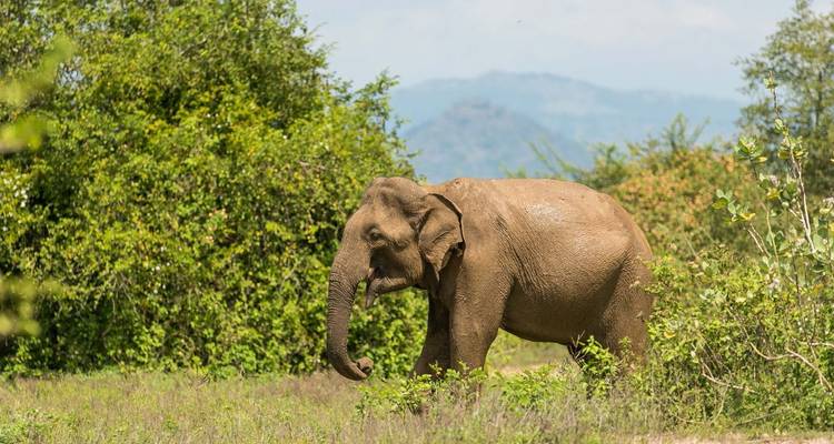 Un seul éléphant d'Asie en train de brouter près d'arbustes avec des montagnes au loin.
