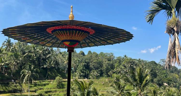 Un parasol décoratif s'élève au-dessus de luxuriantes terrasses de riz verdoyantes sous un ciel bleu dégagé.