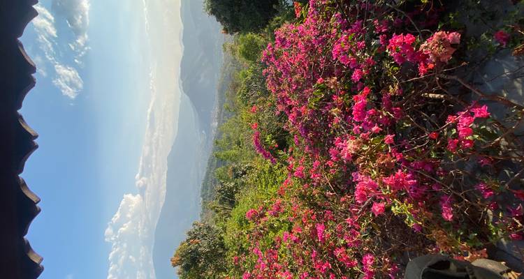 Des bougainvillées d'un rose vibrant encadrent une vue panoramique de vallées verdoyantes et des contreforts lointains de l'Himalaya sous des ciels bleus.