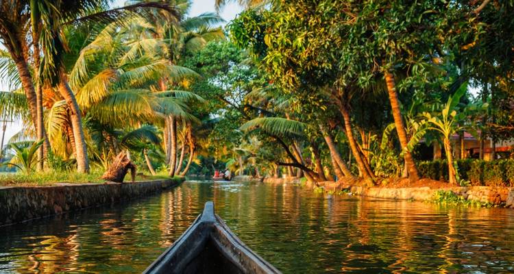 Vista desde una canoa deslizándose por las exuberantes aguas de los remansos de Kerala iluminadas por el sol y bordeadas de palmeras.