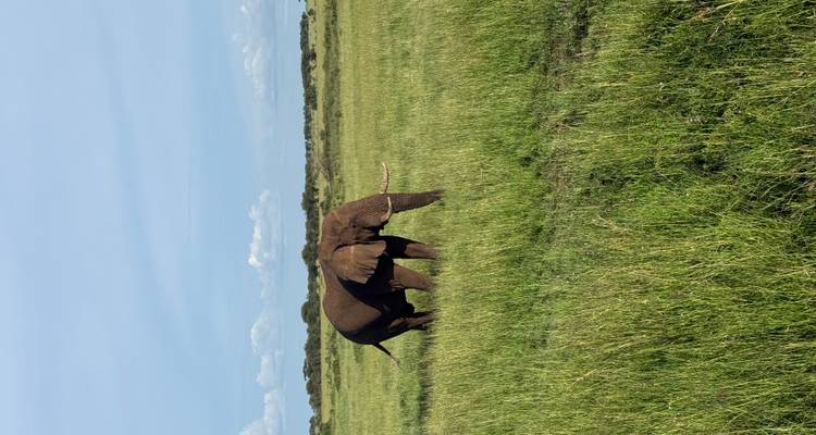 Ein einsamer Elefant grazt in ausgedehnten grünen Graslandschaften unter einem blassen blauen Himmel.