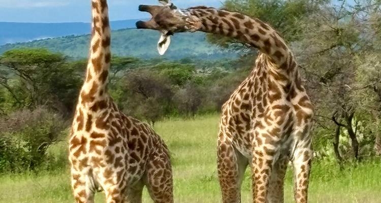 Zwei Giraffen, die verspielt miteinander spielen, inmitten der grünen Graslandschaften der Serengeti.