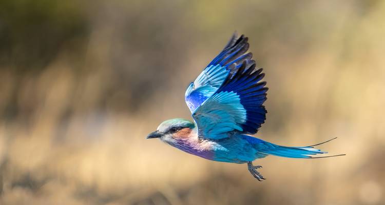 Vibrant lilac-breasted roller bird captured mid-flight with blurred savannah background