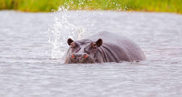 Hippo surfacing in lagoon creating dramatic water splash under soft light
