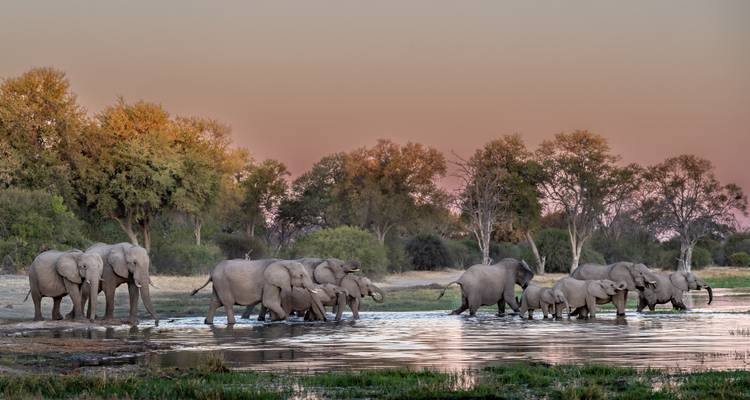 Large herd of elephants wading through waterhole at pastel sunset