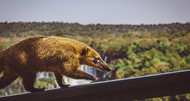 Un coati curieux marchant le long d'une balustrade avec une jungle floue et des cascades en arrière-plan.