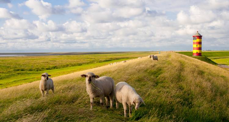 Schafe grasen auf dem grasbewachsenen Seedeich in der Nähe eines hell gestreiften Leuchtturms unter bewölktem Himmel