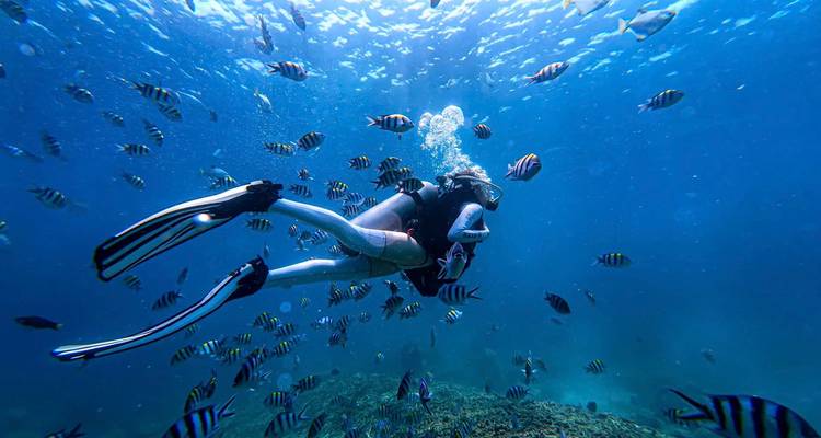 Buzo rodeado por un gran banco de peces rayados deslizándose sobre un arrecife en aguas azul cristalino.