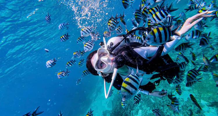 Buzo de buceo cara a cara con un enjambre de peces brillantemente rayados sobre un lecho marino turquesa vívido.