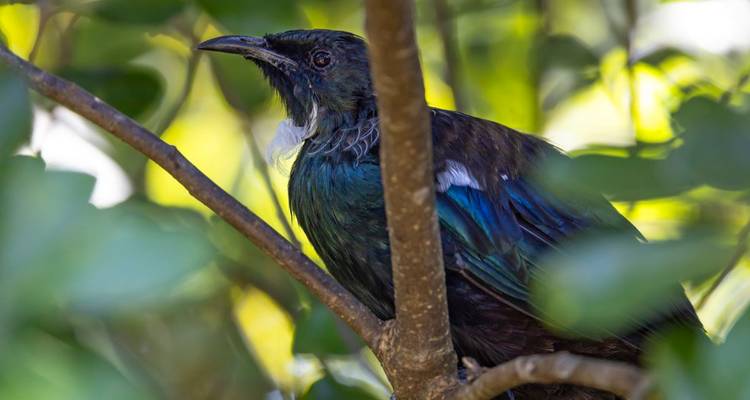 Gros plan d'un oiseau tui coloré perché parmi un feuillage vert luxuriant.