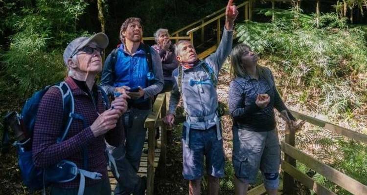 Les marcheurs guidés examinent la canopée forestière depuis une passerelle surélevée dans une dense forêt pluviale tempérée.