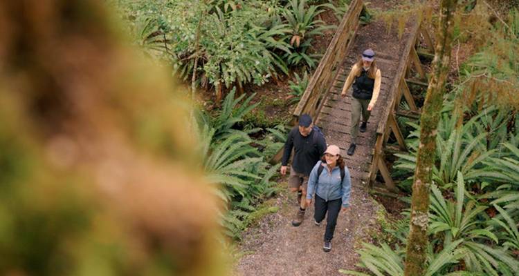 Trois randonneurs traversent un étroit pont en bois à travers une forêt luxuriante de fougères verdoyantes.