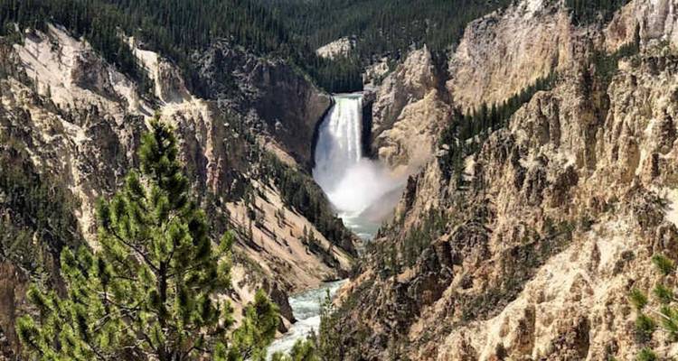 Les Lower Falls se jettent dans le Grand Canyon de Yellowstone encadré par des falaises boisées.