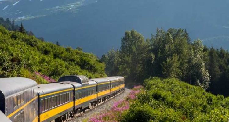 Un train de passagers jaune et bleu serpente à travers des collines remplies de fleurs en direction de pics brumeux.