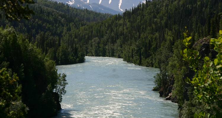 Un large fleuve glaciaire serpente à travers une forêt dense d'épicéas vers des pics enneigés au loin.