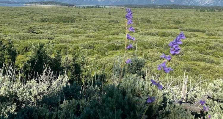 Des fleurs sauvages violettes en gros plan encadrent une vaste plaine de sauge avec une chaîne de montagnes brumeuse à l'horizon