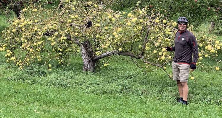 Man die naast een lage appelboom vol fruit staat in een grazig boomgaard.
