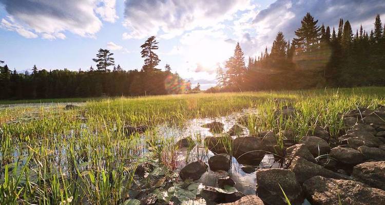 Vue en contre-plongée à travers un marais herbeux vers une forêt avec le soleil brillant à travers les nuages créant un effet de lumière parasite