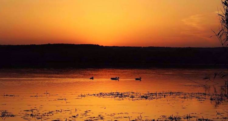 Coucher de soleil orangé sur un lac calme avec des silhouettes d'oies glissant sur l'eau réfléchissante