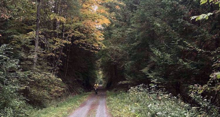 Un cycliste roule seul dans un corridor ombragé de grands arbres verdoyants.