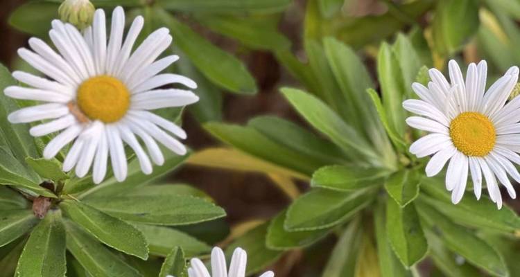 Gros plan de trois marguerites blanches aux centres jaune vif entourées de feuillage vert.
