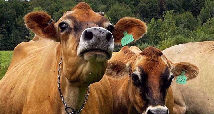 Gros plan de deux vaches brun clair regardant curieusement vers l'appareil photo dans un pâturage herbeux.