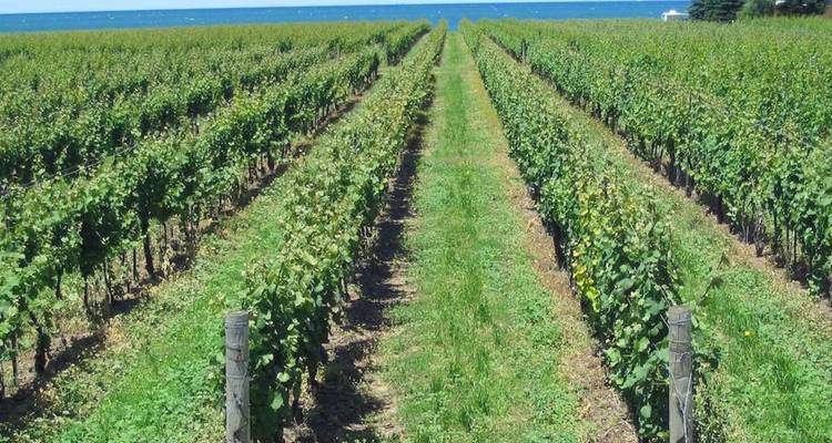 De longues rangées de vignes s'étendant vers un lac bleu sous un ciel dégagé.