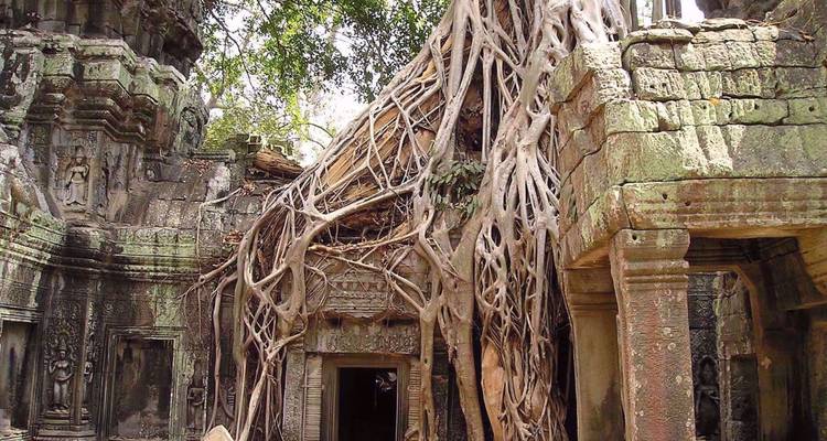 Massive tree roots engulf the ancient stone walls of Ta Prohm temple