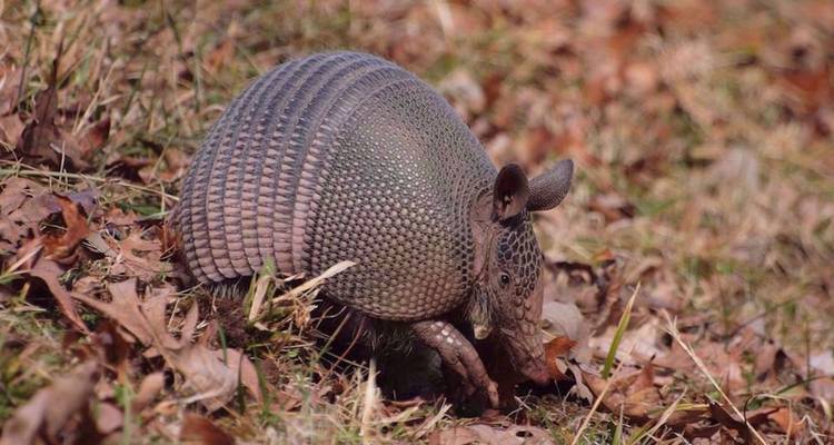 Armadillo die snuffelt tussen droge bladeren en gras op een zonnige dag.