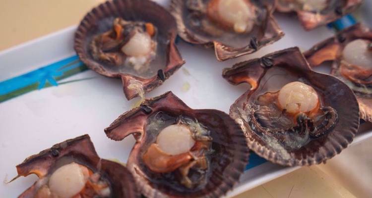 Les pétoncles frais présentés dans leurs coquilles sur un plat blanc.