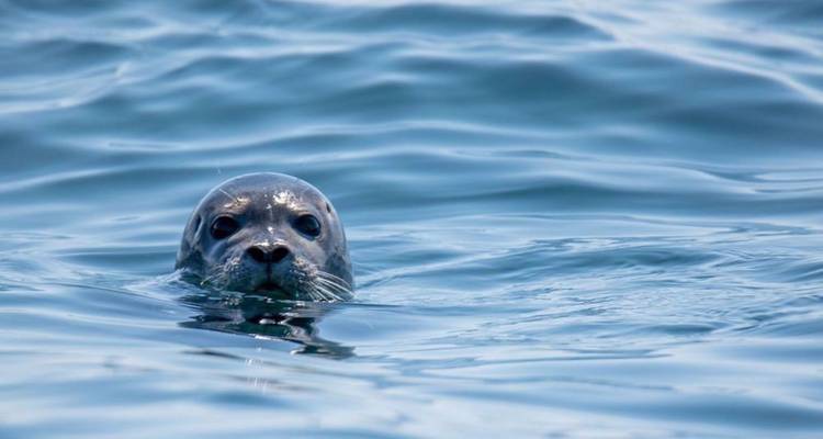 Gros plan d'un phoque curieux jetant un coup d'oeil au-dessus des douces vagues océaniques.