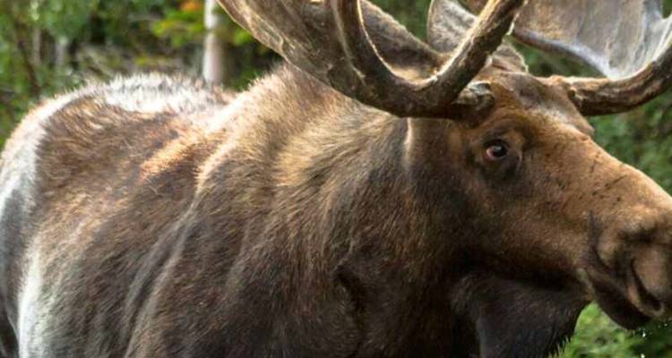 Gros plan d'un orignal aux grands bois se tenant dans une végétation luxuriante