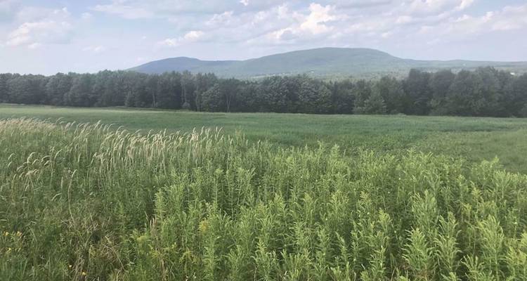 Vaste champ herbeux avec de grandes plantes sauvages se dressant contre des collines boisées lointaines sous un ciel brumeux.