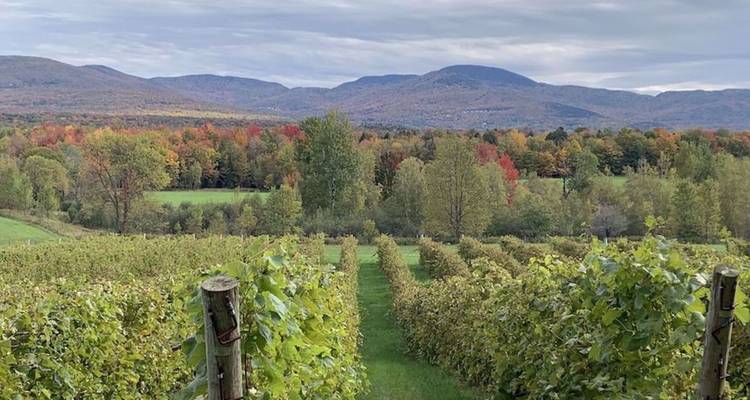 Des rangées de vignobles ondulantes avec une forêt d'automne colorée et de basses montagnes sous un ciel nuageux