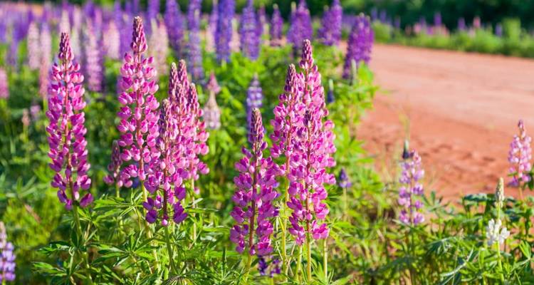 Des fleurs de lupin rose vif et violet fleurissent le long d'une route en terre rouge.
