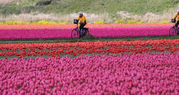 Cyclists riding through vivid rows of blooming pink and orange tulip fields.