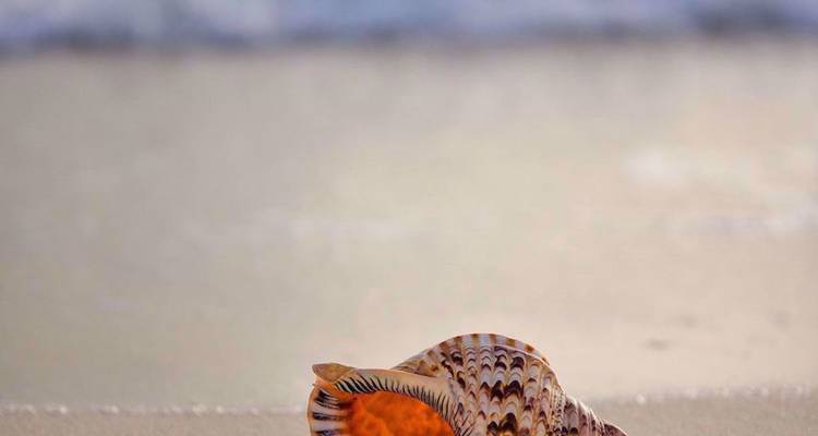 Close-up van een geparelde schelp die op een glad zandstrand ligt met golven wazig op de achtergrond.