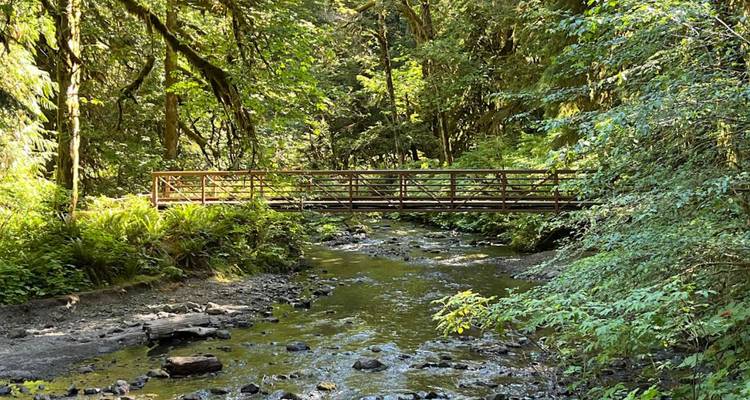 Un pont en bois enjambe un ruisseau peu profond de la forêt, entouré d'une mousse verte luxuriante et de fougères.