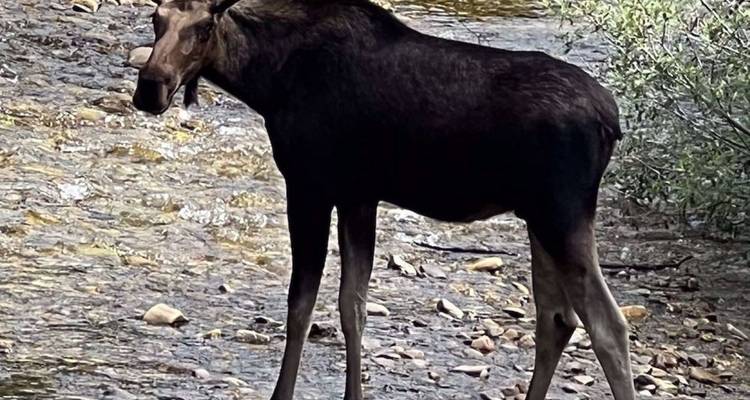 Un orignal se tenant dans un ruisseau rocheux peu profond entouré d'une végétation dense