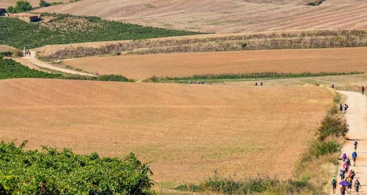 Long dirt Camino trail with scattered pilgrims walking across rolling golden farmland.